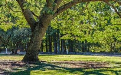 Parks in Goose Creek SC Perfect for Outdoor Events